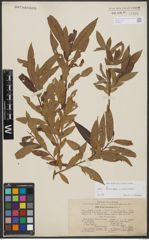 Foto von Salix triandra L. x Salix viminalis L.